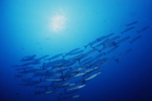 Barracudas, Papua New Guinea, Nikonos RS with 13mm Fishey... by Ernst Seeling 